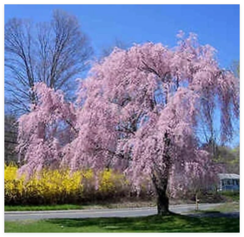 Weeping Pink Cherry Tree Seeds Flowering Japanese Ornamental Prunus Flowers