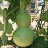 Thick-neck Eight Treasures Gourd Seeds – Annual Climbing Vine, Easy to Grow, Symmetrical Shape, High Ornamental Value