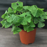Oxalis triangularis Green Bulbs | Green Shamrock with White Blooms, Low Maintenance Indoor Plant for Windowsill & Tabletop