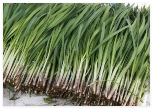 Allium Tuberosun Organic Garlic Chives Asian Chives Seeds
