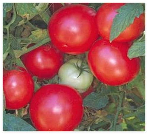 Arkansas Traveller Tomato Seeds