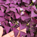 Oxalis triangularis 'Purpurea' Bulbs – Purple Shamrock Plant Low-Maintenance Perennial for Small Spaces & Planters
