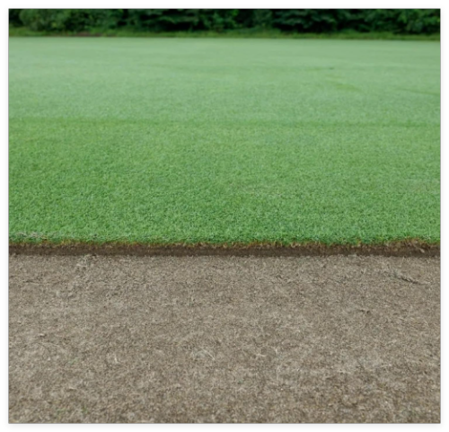 Premium Creeping Bentgrass Seeds