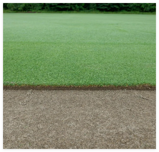 Premium Creeping Bentgrass Seeds