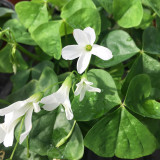 Oxalis triangularis Green Bulbs | Green Shamrock with White Blooms, Low Maintenance Indoor Plant for Windowsill & Tabletop