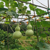 Thick-neck Eight Treasures Gourd Seeds – Annual Climbing Vine, Easy to Grow, Symmetrical Shape, High Ornamental Value