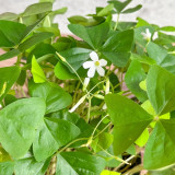 Oxalis triangularis Green Bulbs | Green Shamrock with White Blooms, Low Maintenance Indoor Plant for Windowsill & Tabletop