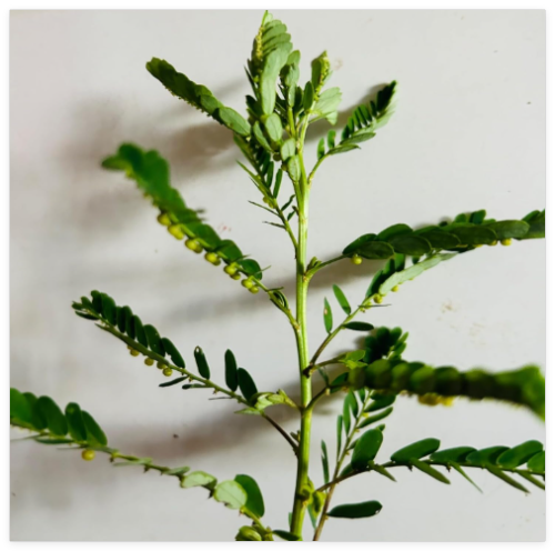 Organic Stone Breaker Phyllanthus niruri Chanca Piedra Seeds herb