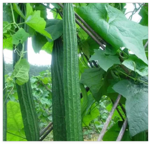 Ridged Sponge Gourd Seeds – Angled Luffa Heirloom Vegetable Seeds