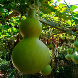 Thick-neck Eight Treasures Gourd Seeds – Annual Climbing Vine, Easy to Grow, Symmetrical Shape, High Ornamental Value
