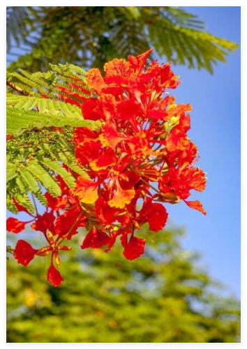 Royal Poinciana Orange/Red Tree (Delonix regia) Seeds