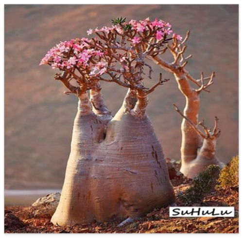 Adenium Obesum Seed Potted Plant 100% Desert Rose Perennial for Garden - (Color: 6)