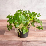 Oxalis triangularis Green Bulbs | Green Shamrock with White Blooms, Low Maintenance Indoor Plant for Windowsill & Tabletop