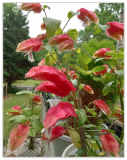 Rare Red Shrimp Flower Seeds.(Justicia brandegeeana/Mexican Shrimp Plant)