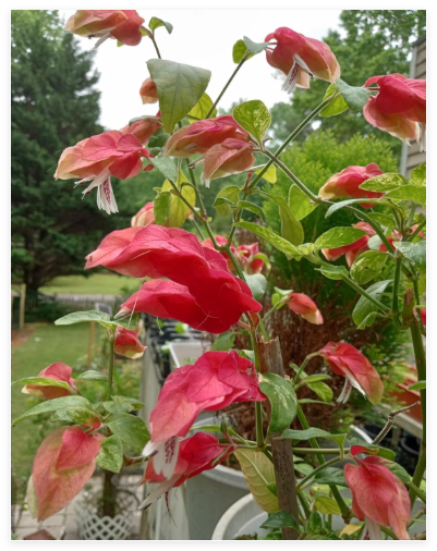 Rare Red Shrimp Flower Seeds.(Justicia brandegeeana/Mexican Shrimp Plant)