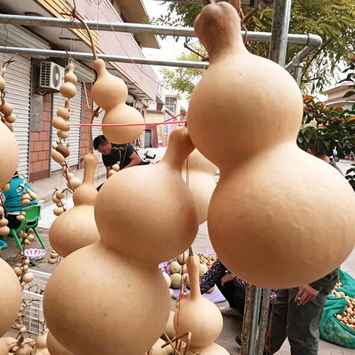 Thick-neck Eight Treasures Gourd Seeds – Annual Climbing Vine, Easy to Grow, Symmetrical Shape, High Ornamental Value