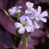 Oxalis triangularis 'Purpurea' Bulbs – Purple Shamrock Plant Low-Maintenance Perennial for Small Spaces & Planters