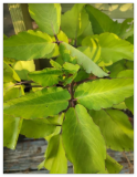 Kalanchoe Pinnata ~Miracle Wonder Leaf ~Medicinal | Planting