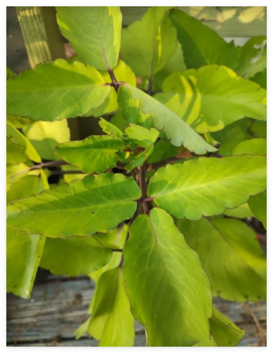 Kalanchoe Pinnata ~Miracle Wonder Leaf ~Medicinal | Planting