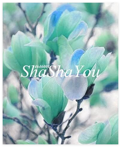 Magnolia Subtropical Garden Flower Seed (Color: 19)