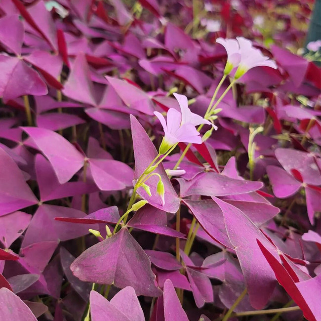 Oxalis triangularis 'Purpurea' Bulbs – Purple Shamrock Plant Low-Maintenance Perennial for Small Spaces & Planters