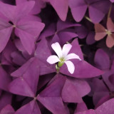 Oxalis triangularis 'Purpurea' Bulbs – Purple Shamrock Plant Low-Maintenance Perennial for Small Spaces & Planters