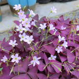 Oxalis triangularis 'Purpurea' Bulbs – Purple Shamrock Plant Low-Maintenance Perennial for Small Spaces & Planters