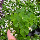 Oxalis triangularis Green Bulbs | Green Shamrock with White Blooms, Low Maintenance Indoor Plant for Windowsill & Tabletop