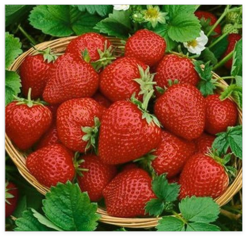Seascape Everbearing Strawberry Plants-Super Sweet