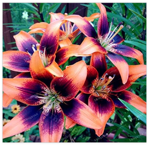 Lilium asiatic 'Forever Susan' Bulbs Asiatic Lily