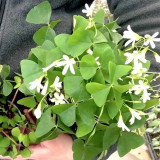 Oxalis triangularis Green Bulbs | Green Shamrock with White Blooms, Low Maintenance Indoor Plant for Windowsill & Tabletop