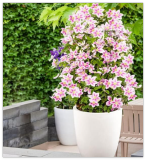 Climbing Clematis Seed Flowers Clematis Vine Seed (Color: 4)