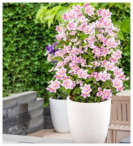 Climbing Clematis Seed Flowers Clematis Vine Seed (Color: 4)