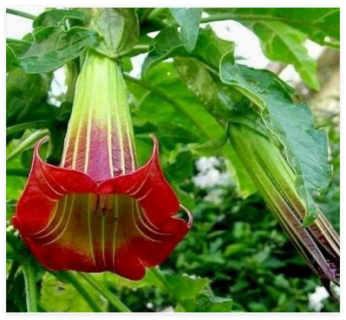 Scarlet Angel’s Trumpet Vine Seeds ~ Brugmansia Sanguinea ~ Trumpet Creeper