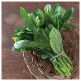 Asian Yu Choy Seeds, Choi Sum, Chinese Flowering Cabbage