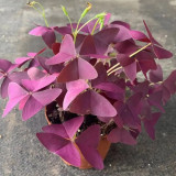 Oxalis triangularis 'Purpurea' Bulbs – Purple Shamrock Plant Low-Maintenance Perennial for Small Spaces & Planters