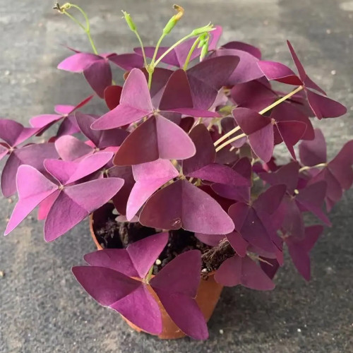 Oxalis triangularis 'Purpurea' Bulbs – Purple Shamrock Plant Low-Maintenance Perennial for Small Spaces & Planters