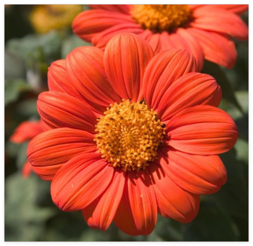 Mexican Sunflower Seeds, Orange, Tithonia, Attract Butterflies, Daisy-Like Bloom - Seed