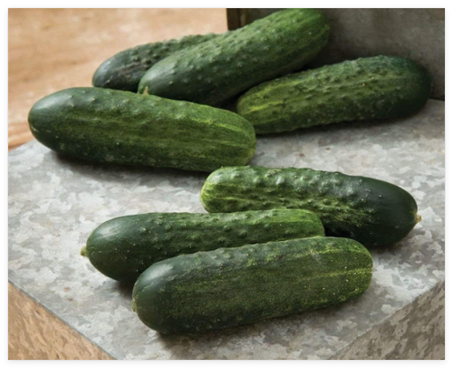 Excelsior Organic (F1) Hybrid Cucumber Seeds