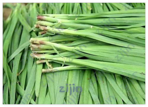 Chinese Chives Everygreen Non-GMO Tasty Juicy Leek Vegetable Garden Plant Flower Pot Easy Grow