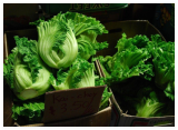 Oriental Mustard Seeds Chinese GAI Choy, Brassica Juncea