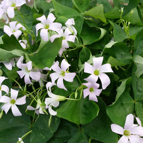 Oxalis triangularis Green Bulbs | Green Shamrock with White Blooms, Low Maintenance Indoor Plant for Windowsill & Tabletop