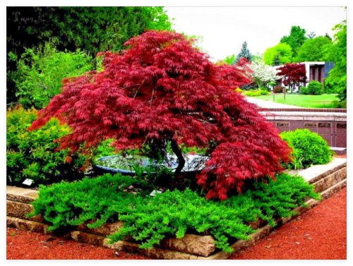 Dwarf Japanese Red Linear Leaf Maple Tree Seeds Scolopendrifolium Bonsai