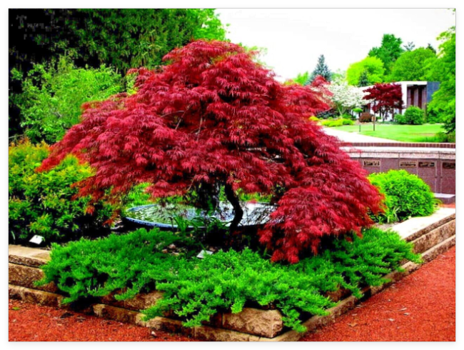 Dwarf Japanese Red Linear Leaf Maple Tree Seeds Scolopendrifolium Bonsai