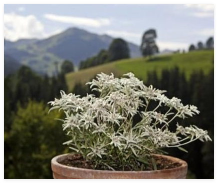 Edelweiss Herb Seeds (Leontopodium Alpinum)