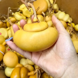 Money Bag Eight Treasures Gourd Seeds – Unique Variety, Easy to Grow, Suitable for Garden or Pot Planting