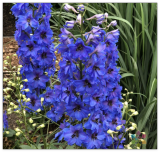 Million Dollar Blue Delphinium Seeds for Garden