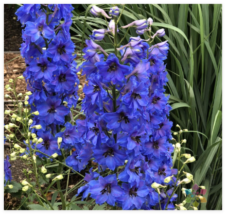 Million Dollar Blue Delphinium Seeds for Garden