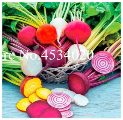 Exotic Beet Organic Vegetable Non-GMO Heirloom Sugar Beetroot Seed for Healthy Garden (Color: 24)