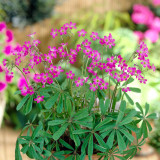 Oxalis lasiandra Bulbs | Palm Tree Oxalis, Mexican Shamrock, Magenta Blooms for Containers & Borders